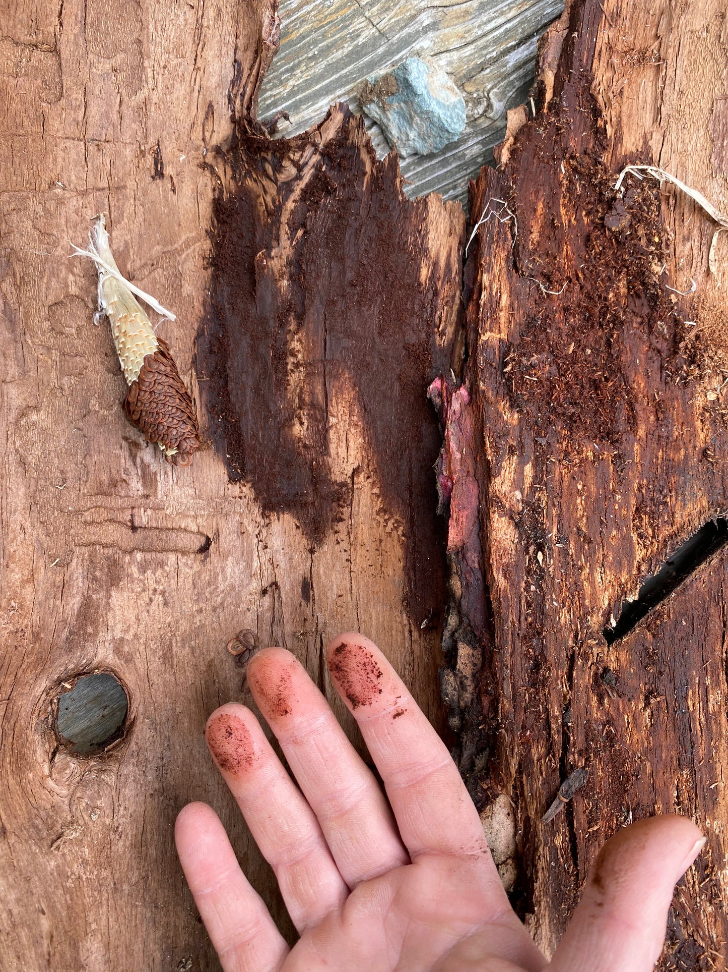 Bain de teinture textile végétale mensuel - AVRIL